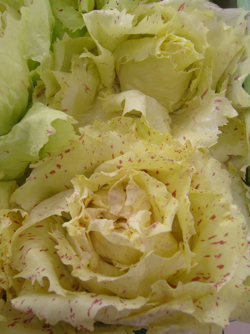 Salade CastelFranco