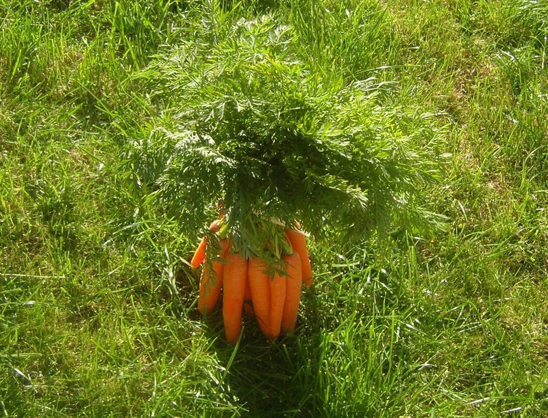Fanes de carottes