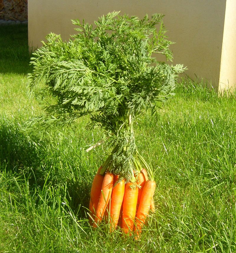 Fanes de carottes V2
