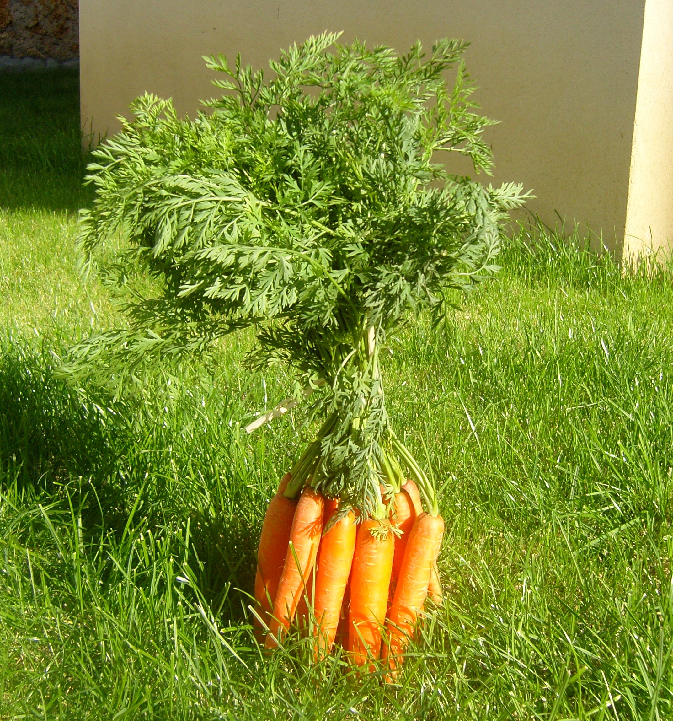 Que faire avec des fanes de carottes ? Art de