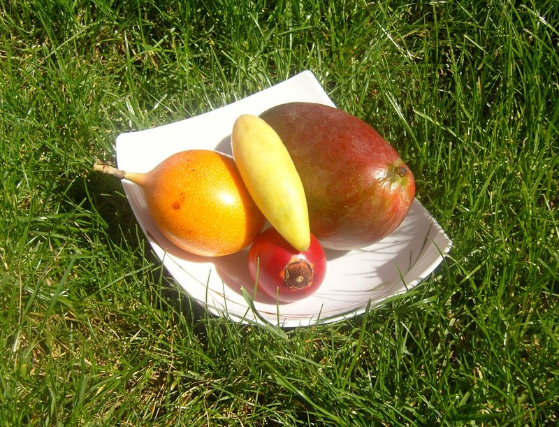 Fruits exotiques Curuba Banane Passion Tamrillo Mangue Grenadille Grenadelle