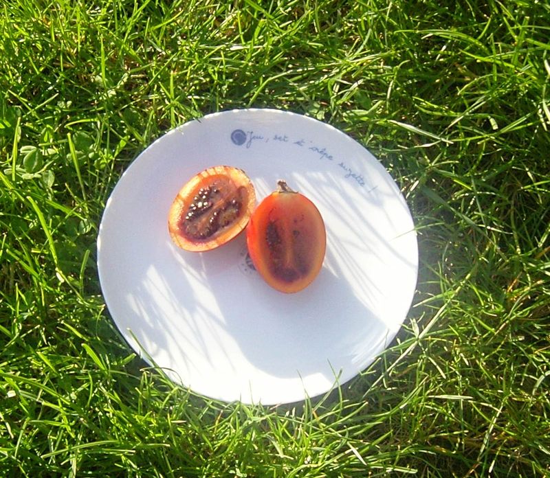 Tamarillo