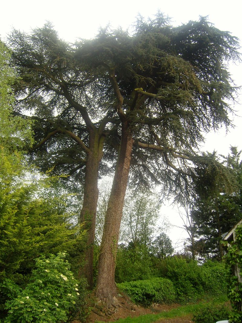 La Roche le Roy Arbres centenaire du Jardin