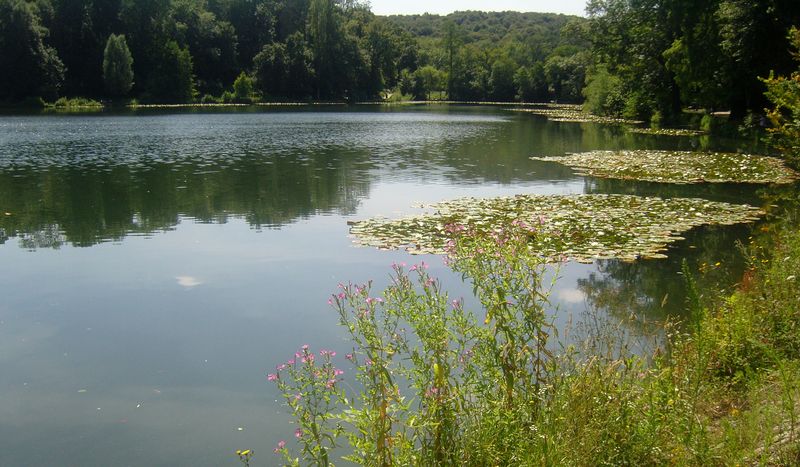 Les étangs de Corot Etang de Corot nenuphars